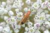 Rhagonycha fulva